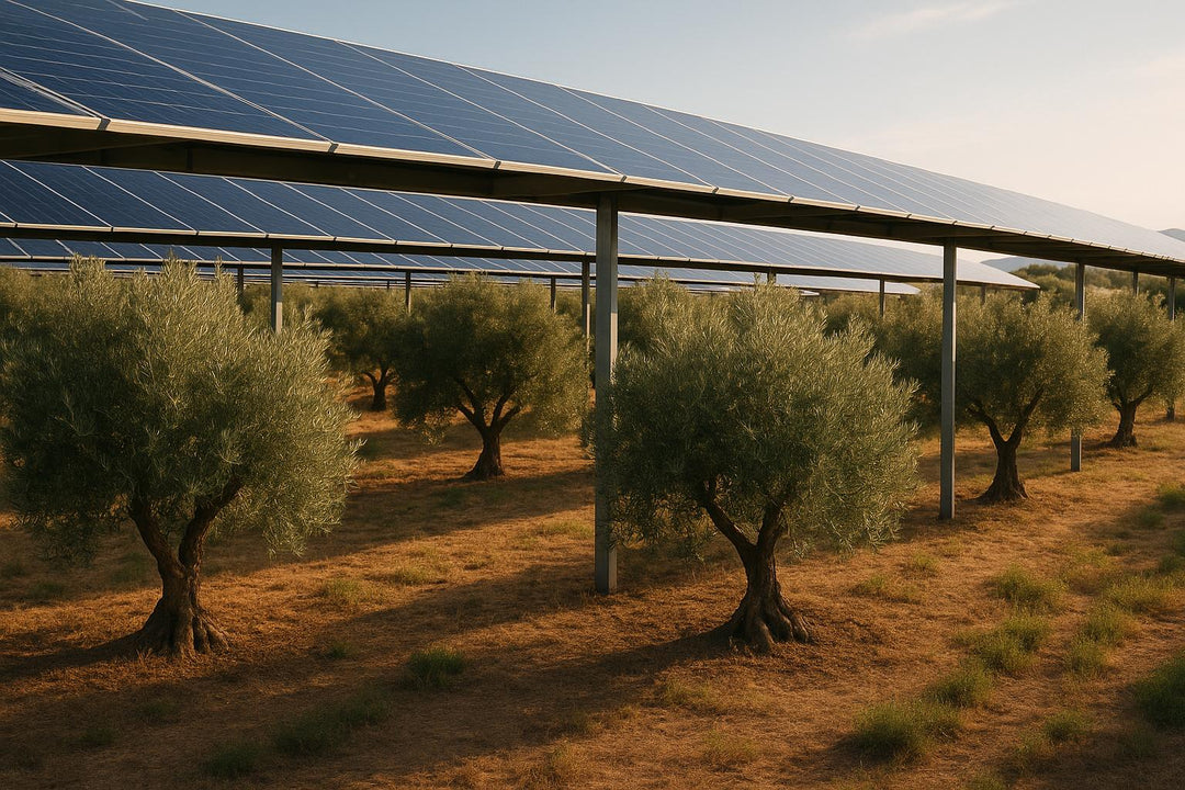 Agrivoltaics in Olive Farming: Overview
