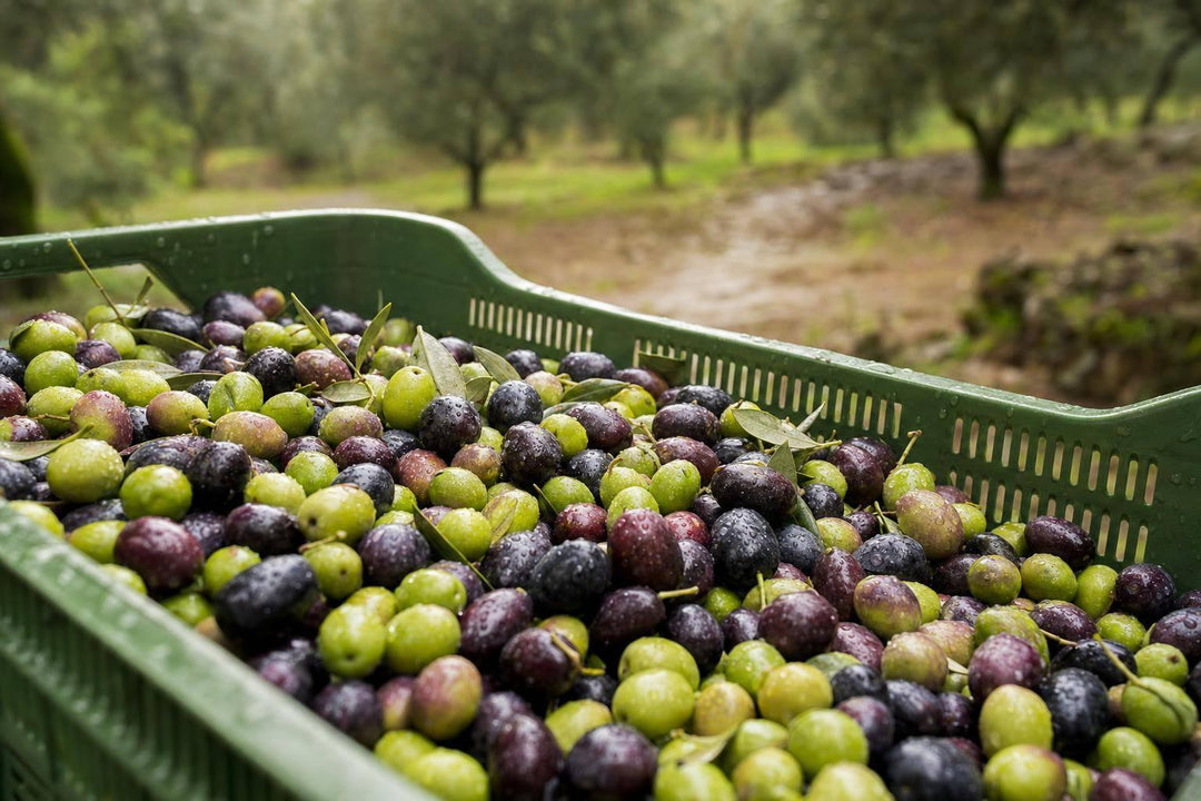 Checklist for Olive Harvest After Rain