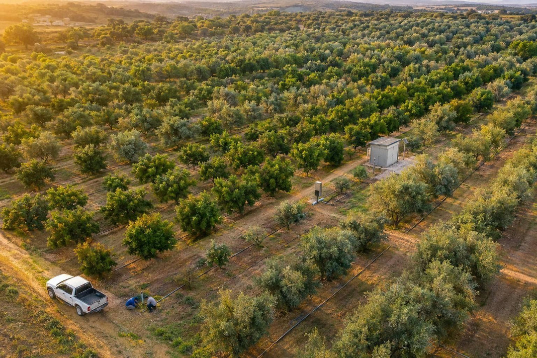 Remote Sensing in Olive Orchard Water Use