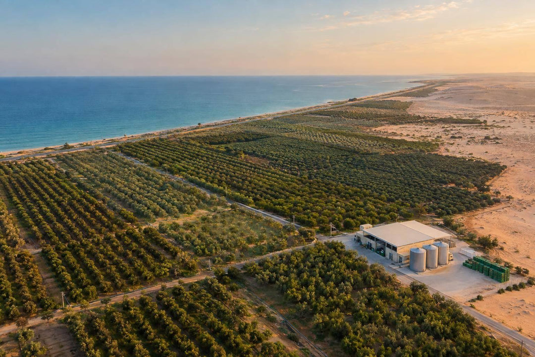Egypt Olive Oil Regions: Study Summary