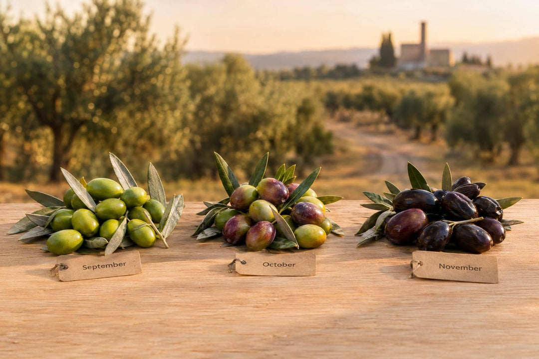 Why Olive Harvest Dates Change From Year to Year